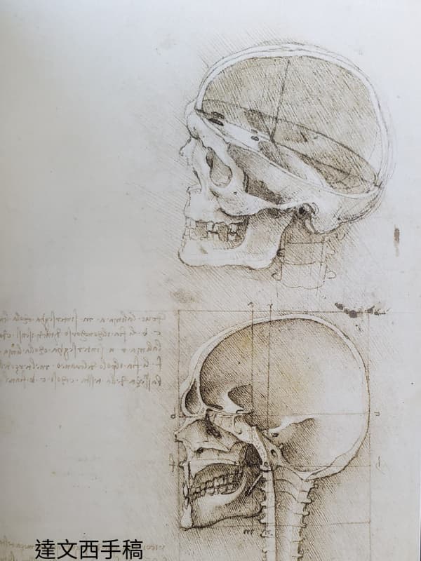 達文西手稿-頭骨(公有領域)